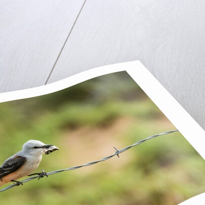 Scissor-tailed Flycatcher by Anonymous