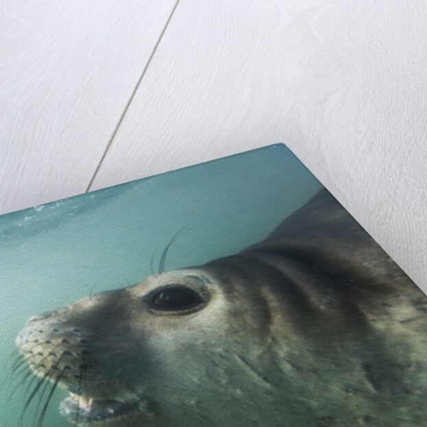Elephant seal in Livingstone Island, Antarctica by Anonymous