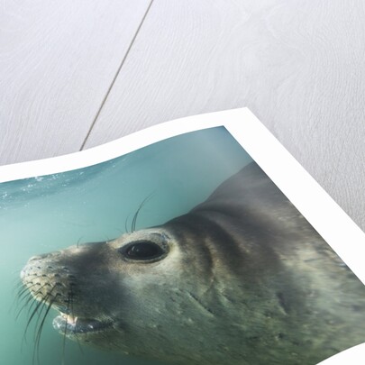 Elephant seal in Livingstone Island, Antarctica by Anonymous