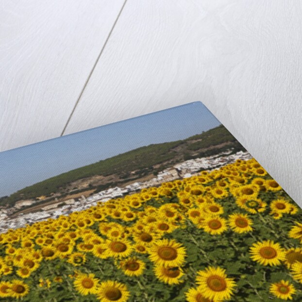 Sunflower fields near the white town of Bornos by Anonymous