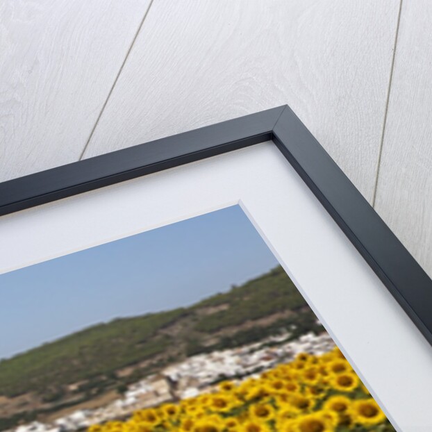 Sunflower fields near the white town of Bornos by Anonymous