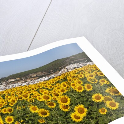 Sunflower fields near the white town of Bornos by Anonymous