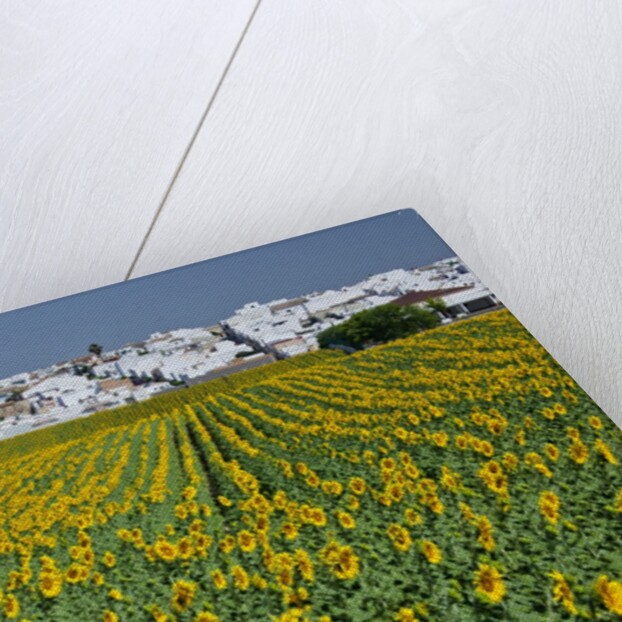Sunflower fields near the white town of Villamartin, Spain by Anonymous