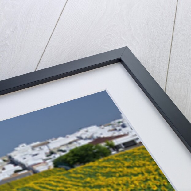 Sunflower fields near the white town of Villamartin, Spain by Anonymous