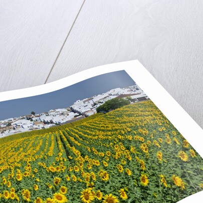Sunflower fields near the white town of Villamartin, Spain by Anonymous