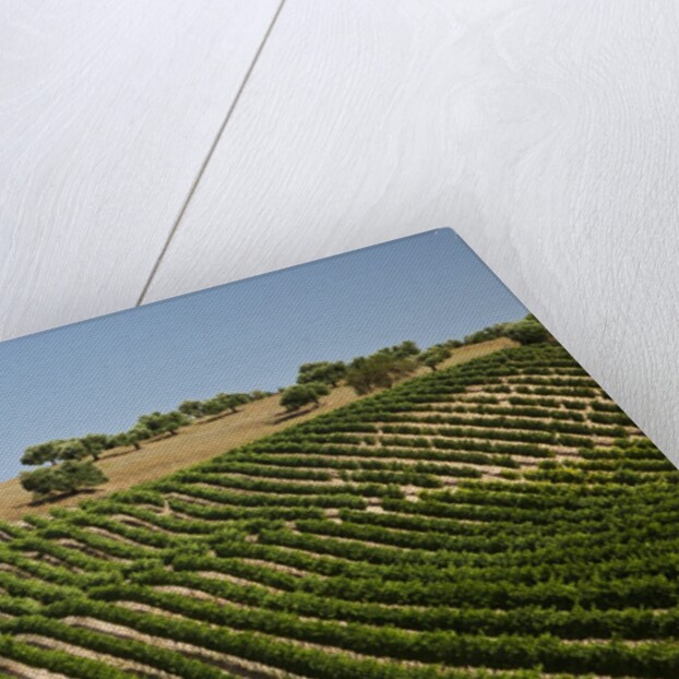 Vineyard field and olive grove in Spain by Anonymous