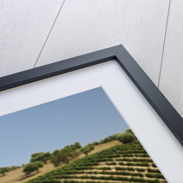 Vineyard field and olive grove in Spain by Anonymous