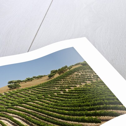 Vineyard field and olive grove in Spain by Anonymous