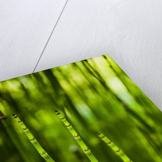 Back-lit horsetail plants by Anonymous