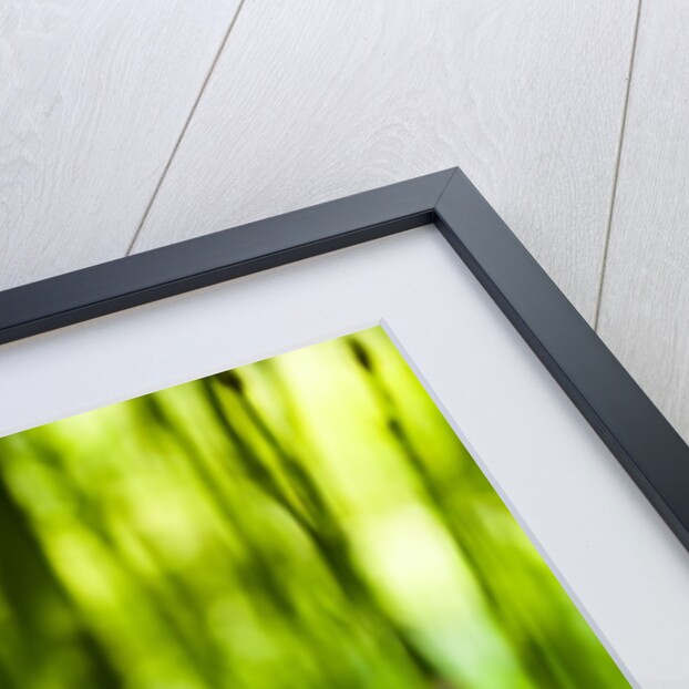 Back-lit horsetail plants by Anonymous