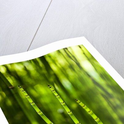 Back-lit horsetail plants by Anonymous