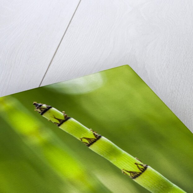 Back-lit horsetail plants by Anonymous