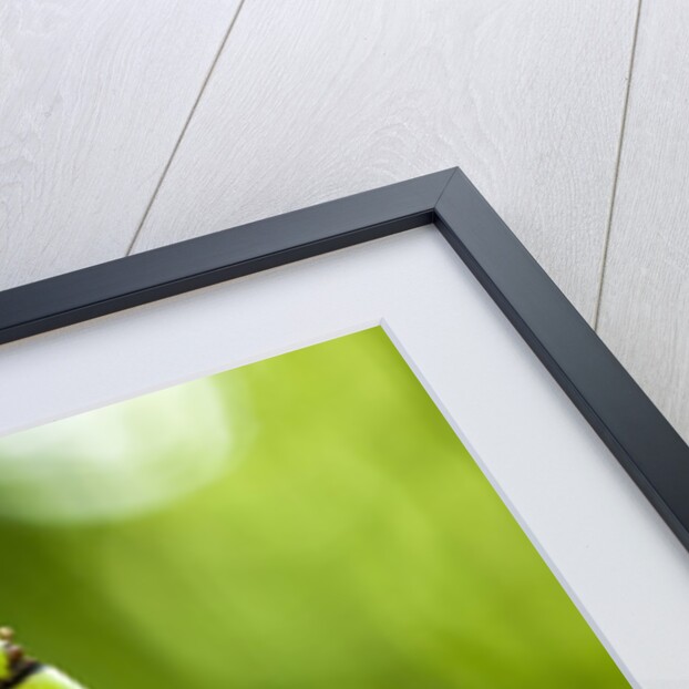 Back-lit horsetail plants by Anonymous