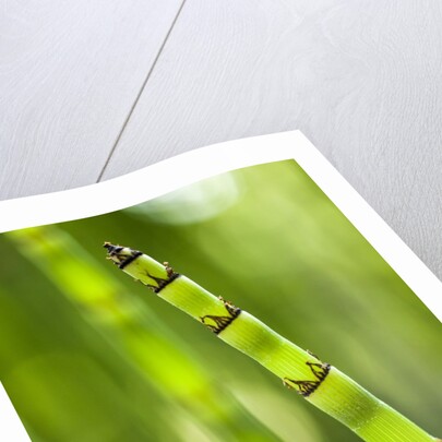 Back-lit horsetail plants by Anonymous