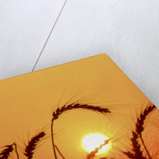 Wheat plants in silhouette by Anonymous