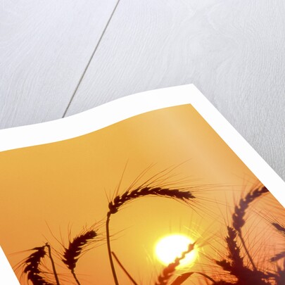 Wheat plants in silhouette by Anonymous