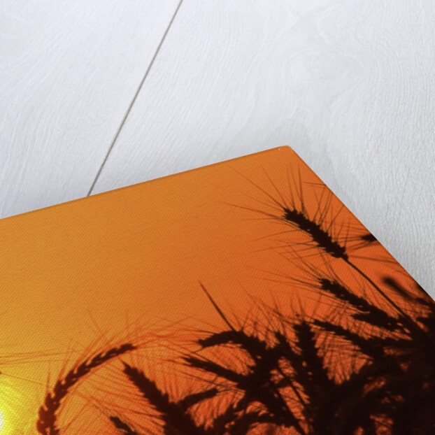 Wheat plants in silhouette by Anonymous