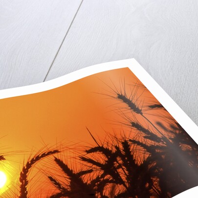 Wheat plants in silhouette by Anonymous