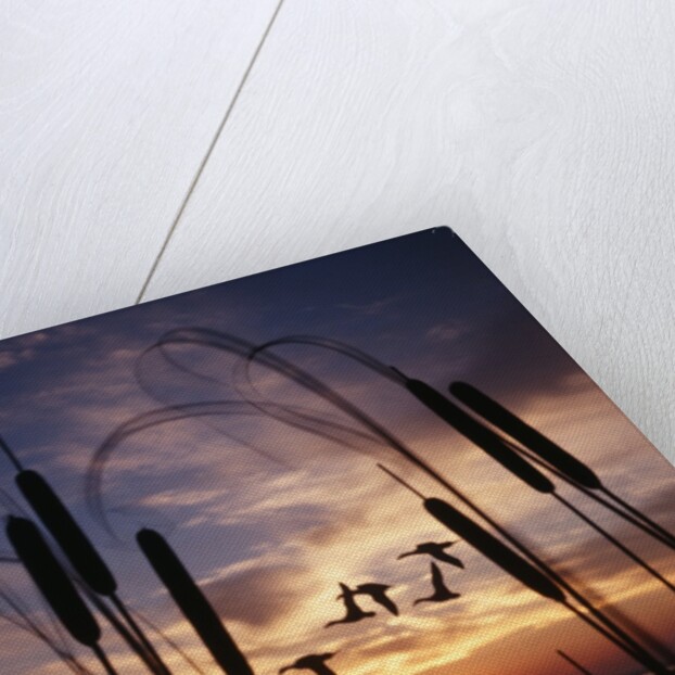 1980s silhouetted ducks flying in sunset by Anonymous