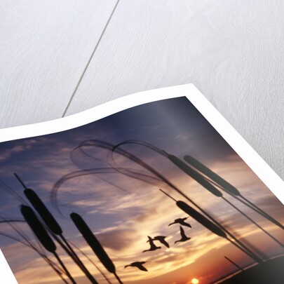 1980s silhouetted ducks flying in sunset by Anonymous