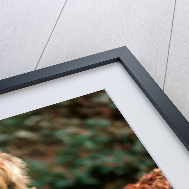 1980s shaggy beige and white dog looking at the camera by Anonymous