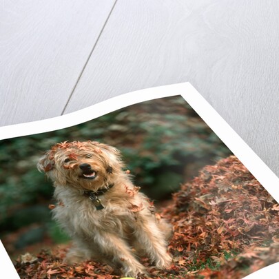 1980s shaggy beige and white dog looking at the camera by Anonymous