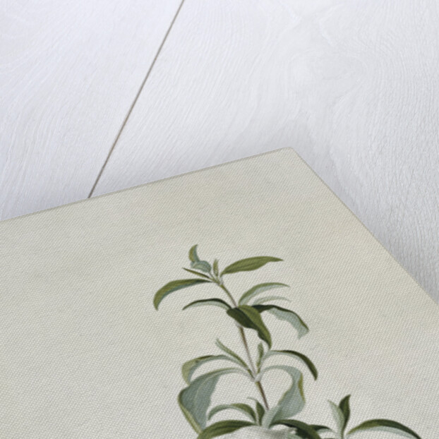 Cistus by Georg Dionysius Ehret