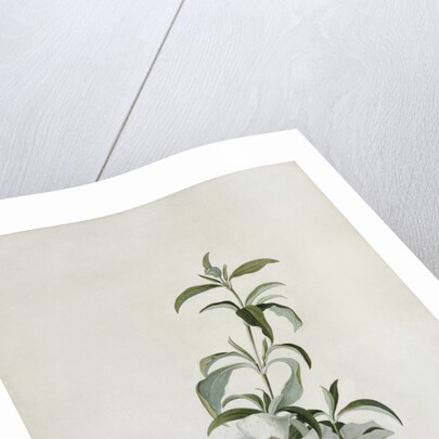 Cistus by Georg Dionysius Ehret