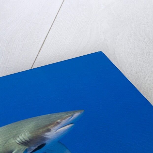Oceanic whitetip (Carcharhinus longimanus) by Anonymous