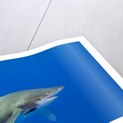 Oceanic whitetip (Carcharhinus longimanus) by Anonymous