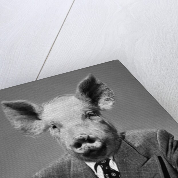 1950s 1960s 1970s Pigheaded businessman in a suit sitting at a desk by Anonymous