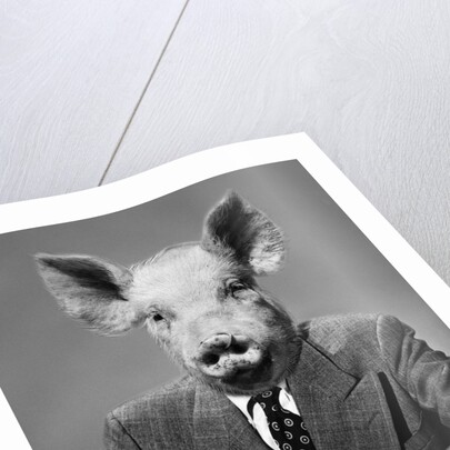 1950s 1960s 1970s Pigheaded businessman in a suit sitting at a desk by Anonymous