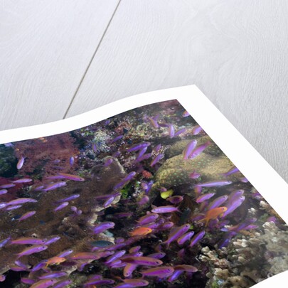 Slender Basslet school in Coral Reef (Luzonichthys whitleyi) by Anonymous