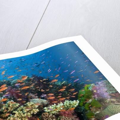 Lyretail Anthias (Pseudanthias squamipinnis) in Coral Reef by Anonymous