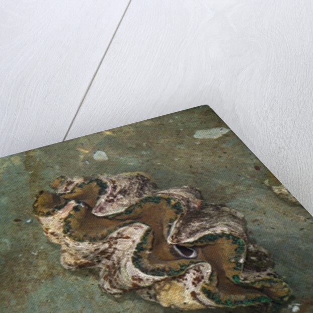 Giant Clam Farm by Anonymous
