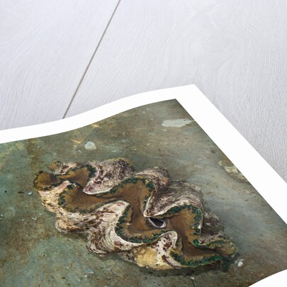Giant Clam Farm by Anonymous