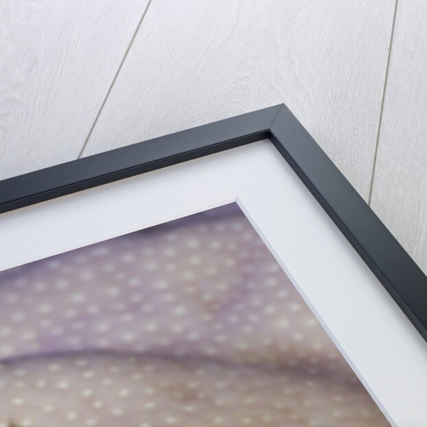 Blue Christmas Tree Worm (Spirobranchus giganteus) by Anonymous