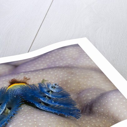 Blue Christmas Tree Worm (Spirobranchus giganteus) by Anonymous