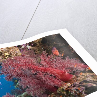 Fiji Coral Reef by Anonymous