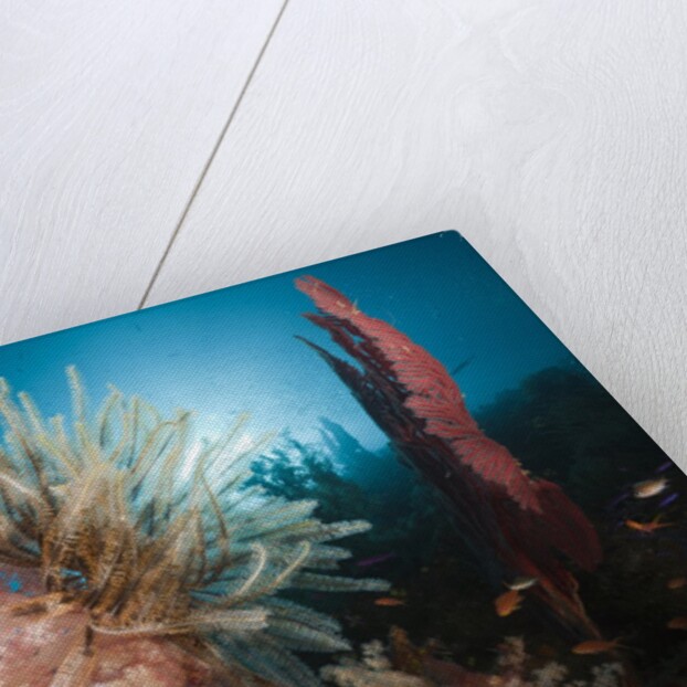 Soft Corals on reef by Anonymous