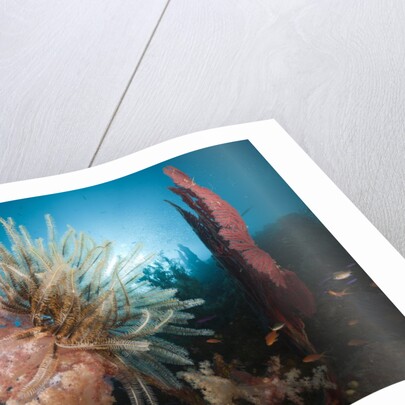 Soft Corals on reef by Anonymous