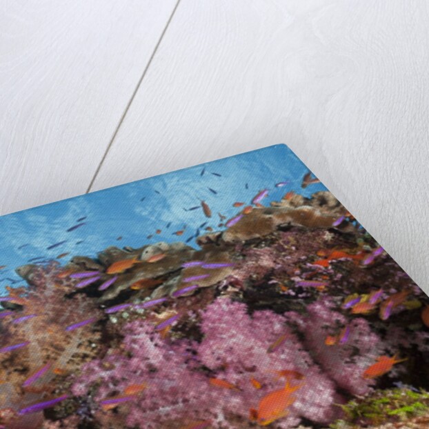 Colorful Fiji Coral Reef by Anonymous