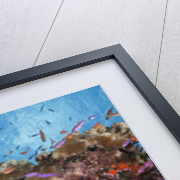 Colorful Fiji Coral Reef by Anonymous