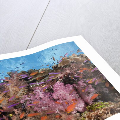 Colorful Fiji Coral Reef by Anonymous