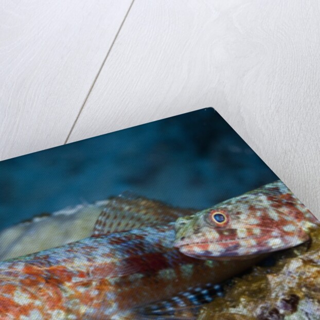 Variegated Lizardfish (Synodus variegatus) by Anonymous