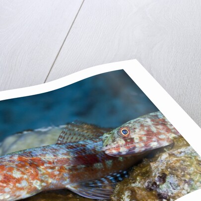 Variegated Lizardfish (Synodus variegatus) by Anonymous