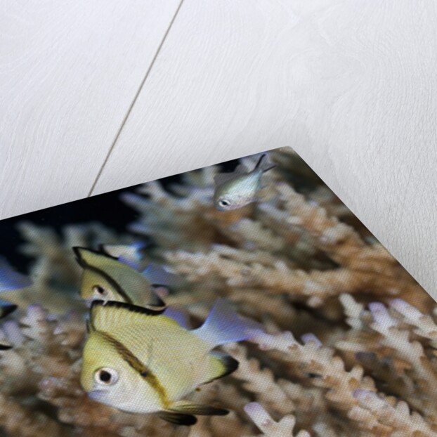 Reticulated Damselfish (Dascyllus reticulatus) by Anonymous