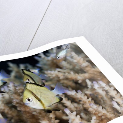 Reticulated Damselfish (Dascyllus reticulatus) by Anonymous