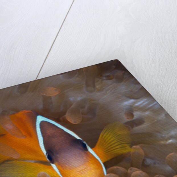 Tomato Anemonefish (Amphiprion frenatus) by Anonymous
