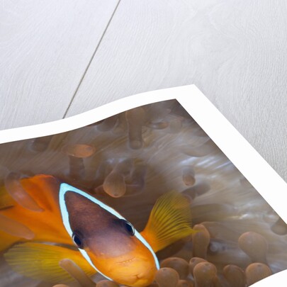 Tomato Anemonefish (Amphiprion frenatus) by Anonymous